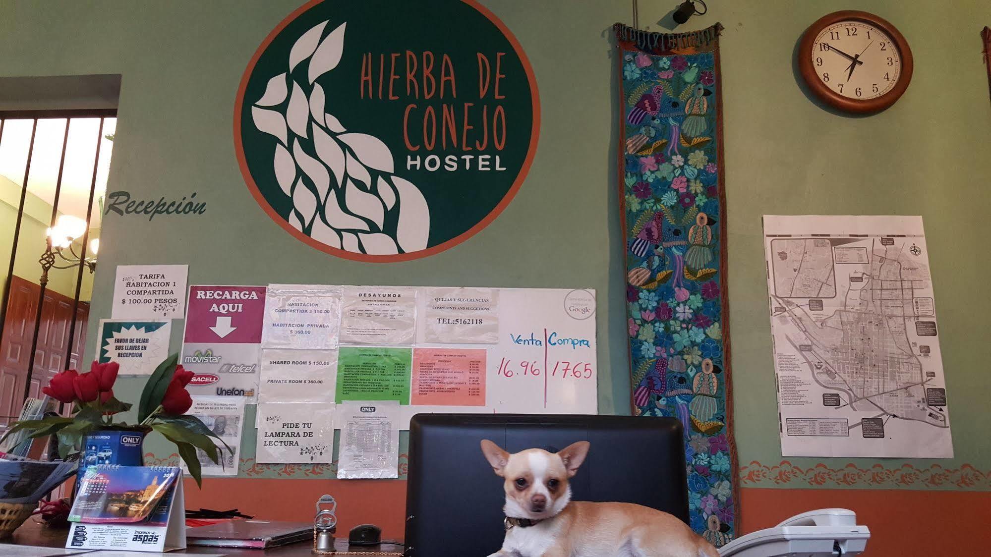 Hostel Hierba De Conejo Oaxaca